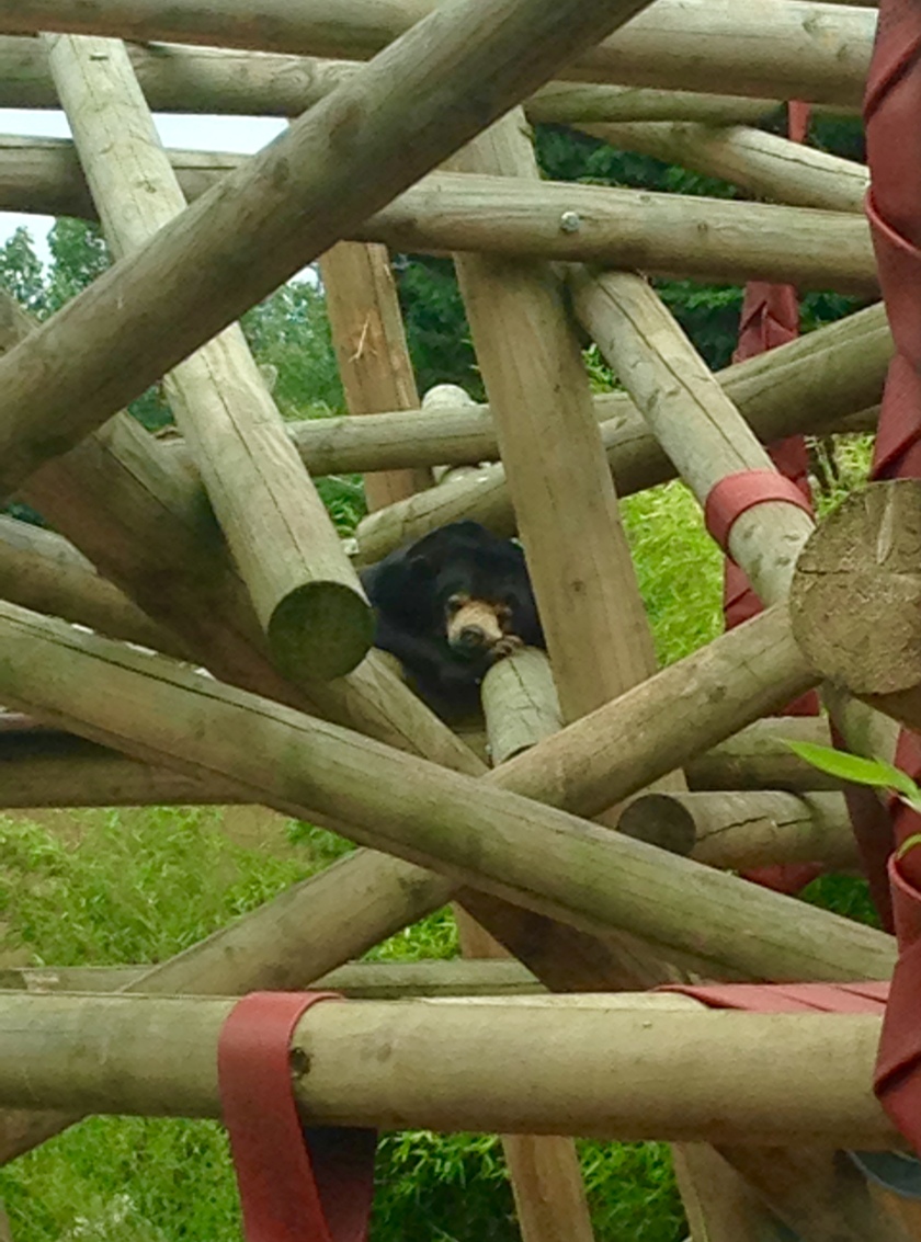 A sun bear slumbers in the safety, but confinement, of its enclosure in Colchester Zoo.